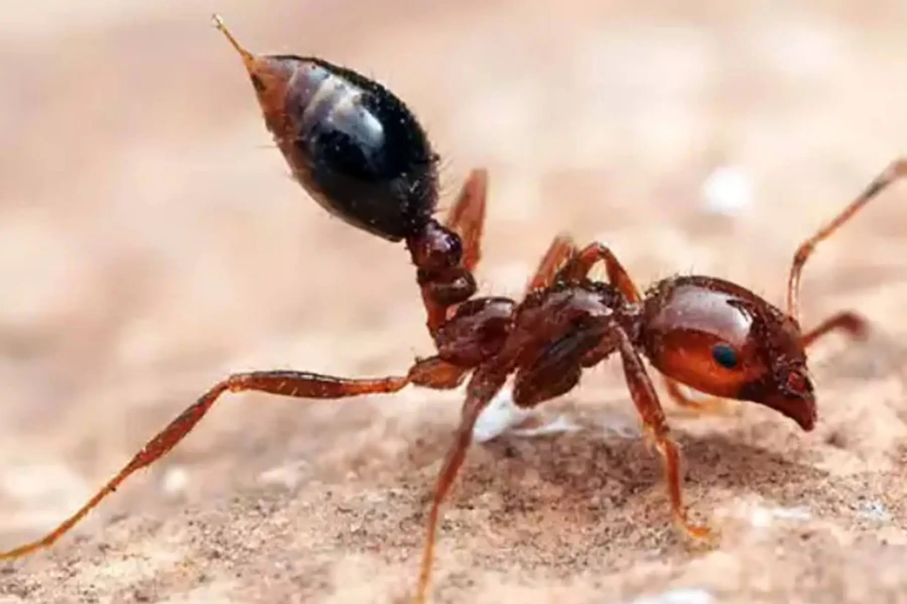 Protecting Australia from the Fire Ant Threat